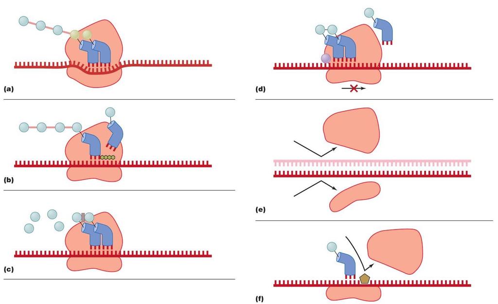 Figure 10.4 The mechanisms by which antimicrobials target prokaryotic ribosomes to inhibit protein synthesis.