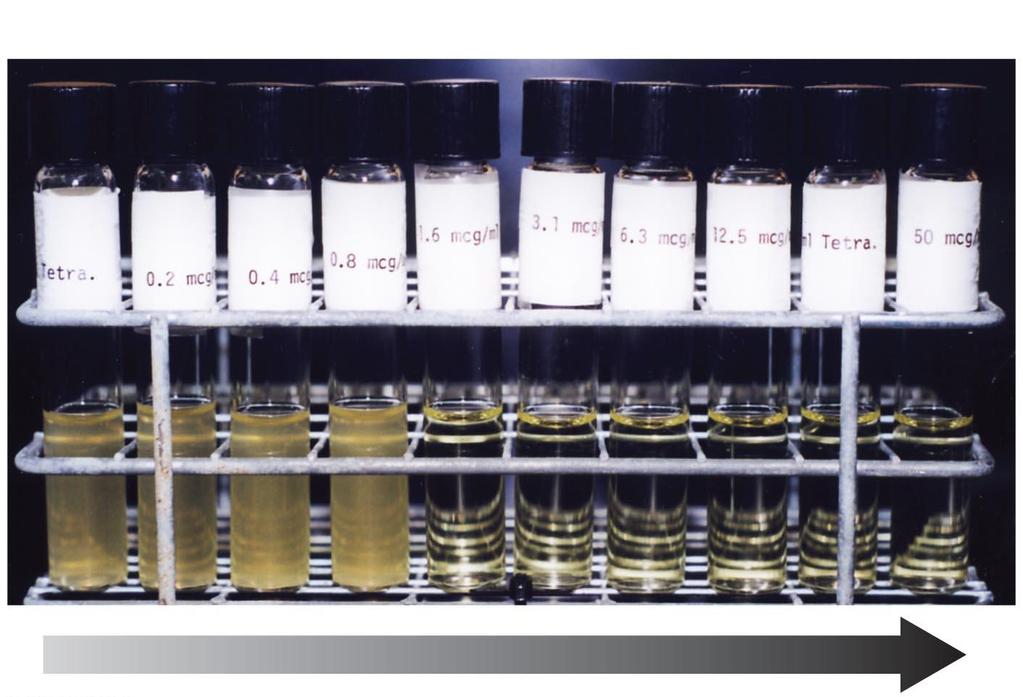 Figure 10.10 Minimum inhibitory concentration (MIC) test in test tubes.