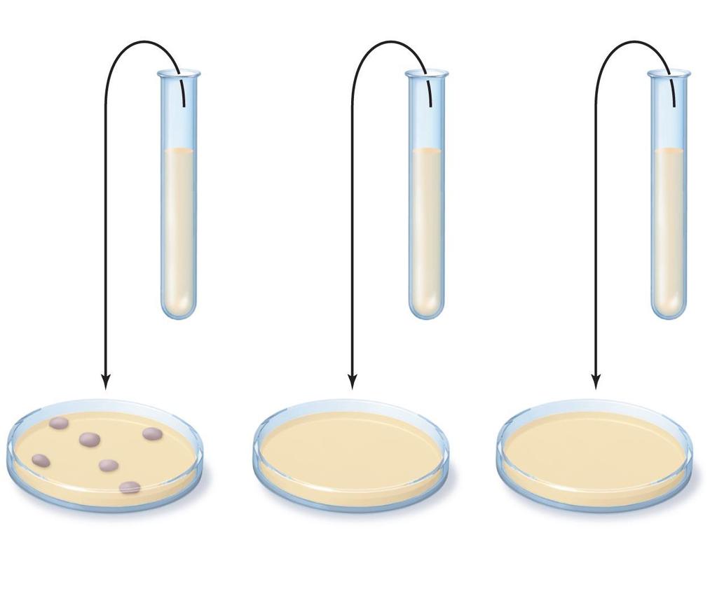 Figure 10.12 A minimum bactericidal concentration (MBC) test.