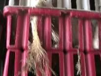 We estimated that approximately one bird was dead per crate in four of the five trailers. The trailers had been waiting different lengths of time.