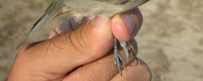 Male Sardinian Warbler is smaller, with r ed eyering and pale legs. Sardinian Male.