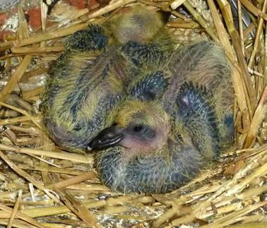 When the mating goes smoothly, after 10 to 15 days there usually are eggs in the nest box.