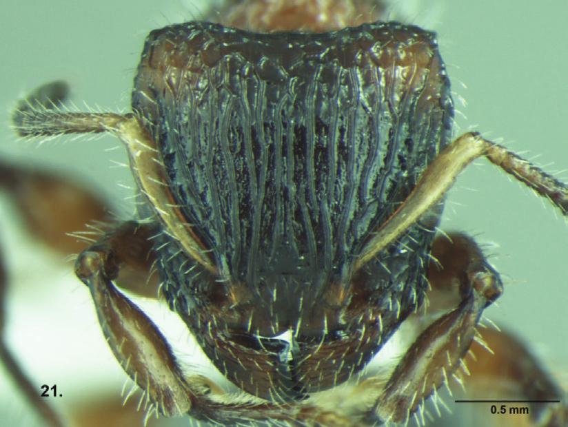 Five new species of Dilobocondyla (Hymenoptera: Formicidae) 39 Figs. 24 26.