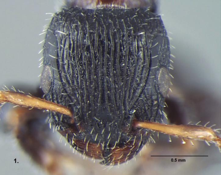 Five new species of Dilobocondyla (Hymenoptera: Formicidae) 31 Figs. 1 4. Dilobocondyla eguchii sp. nov.