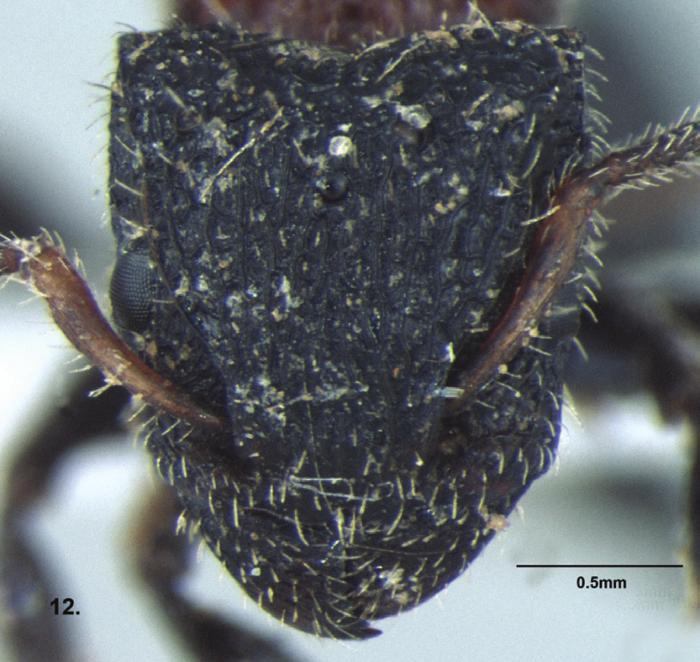 Five new species of Dilobocondyla (Hymenoptera: Formicidae) 35 breadth and with parallel sides, arcuate in profile, with a strong antero-ventral tooth; postpetiole longer than broad, posterior part