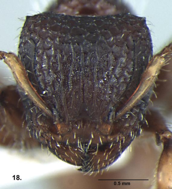 Five new species of Dilobocondyla (Hymenoptera: Formicidae) Head almost as long as broad, slightly broader posteriorly than in front, sides slightly convex, posterior head margin broadly emarginate;