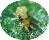 ABOUT ParaMite miticide from Sumitomo Chemical Australia is for the control of mites in a range of crops.