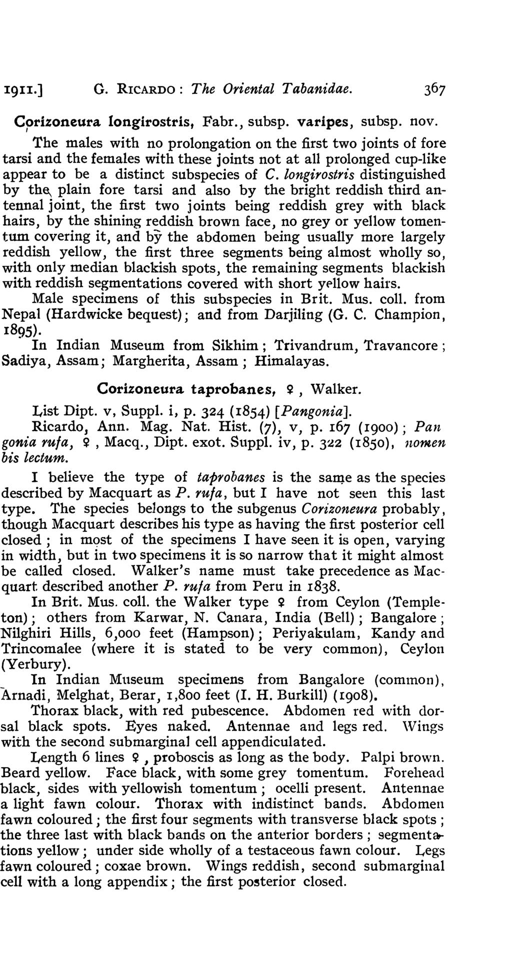 1911.] G. RICARDO: The Oriental Tabanidae. Corizoneura longirostris t Fabr., subsp. varipes, subsp. nov.