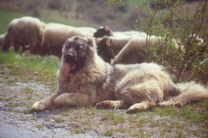 WHAT IS A LIVESTOCK GUARDING DOG?