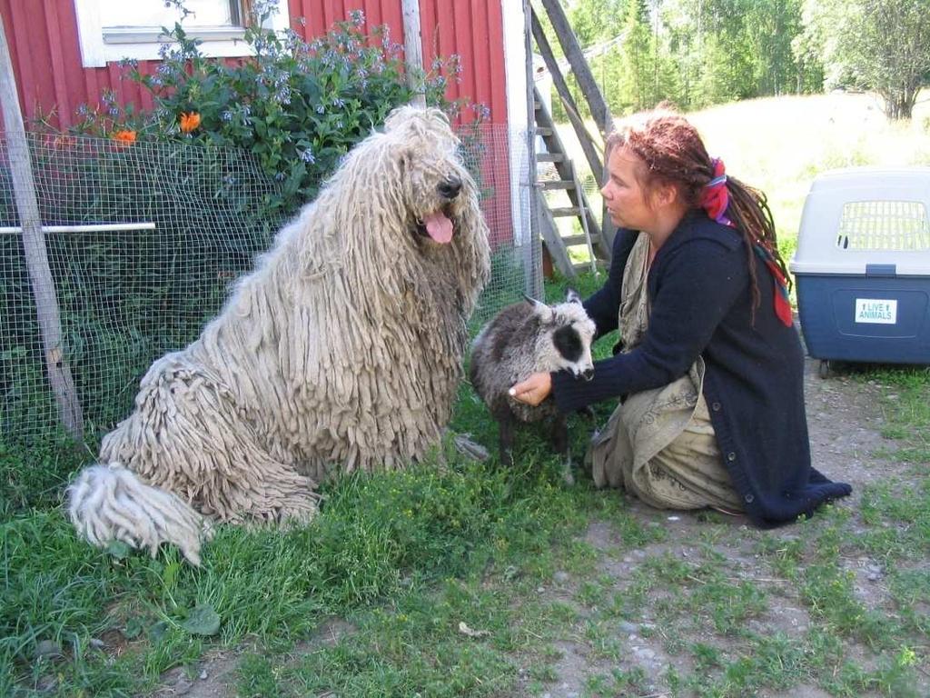 There is no LGD tradition in Nordic and Baltic countries Farmers have started to acquire Livestock Guarding Dogs on their own initiative In Finland information about fifty and in Estonia about two