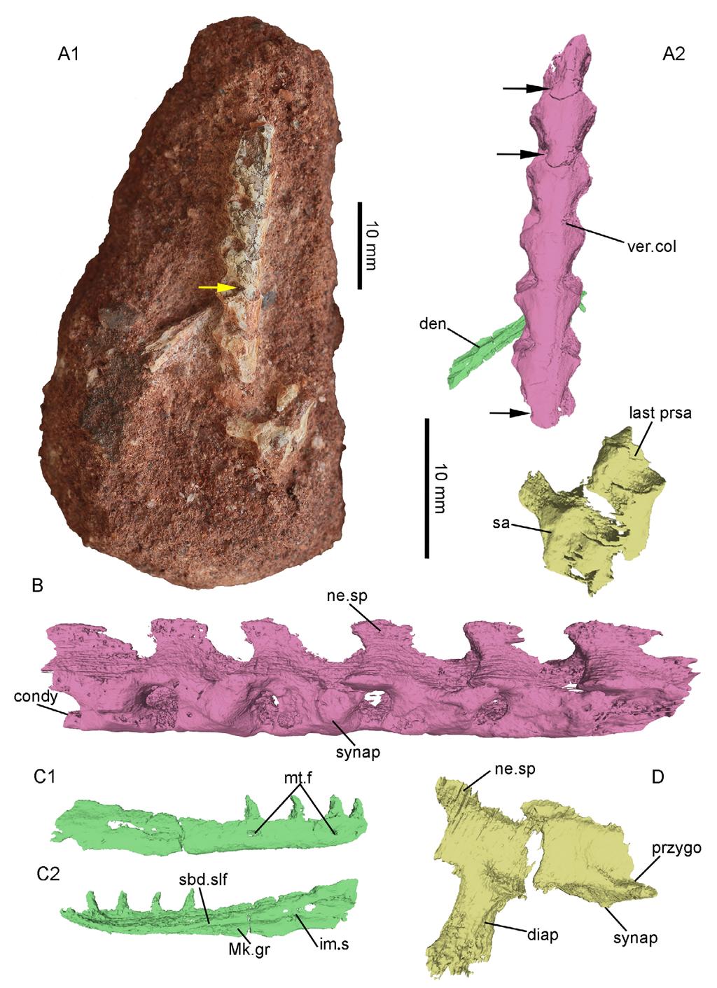 Dong et al. - Taxonomic revision of lizards from Paleocene Qianshan Basin 253 Fig. 4 Varaniformes gen. et sp. indet. A.