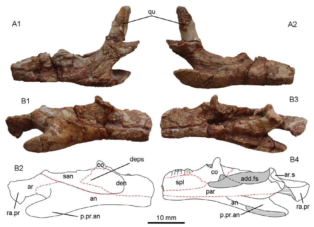 262 Vertebrata PalAsiatica, Vol. 54, No. 3 Changjiangosaurus huananensis Hou, 1976 Holotype IVPP V 4451, a pair of incomplete lower jaws and a left quadrate (Fig. 7).