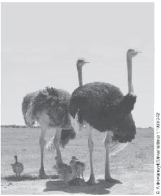 Read the following passage and answer questions 29 through 34. The Ostrich: One Odd Bird 1 Ostriches hold the record as the largest birds in the world. A male can grow to nine feet tall.