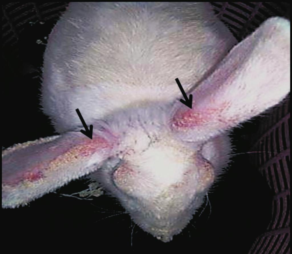 of the skin in the affected areas. Mites generally spread from rabbit to rabbit either by direct contact or contact with an infected environment (PANIGRAHI and GUPTA, 2013).