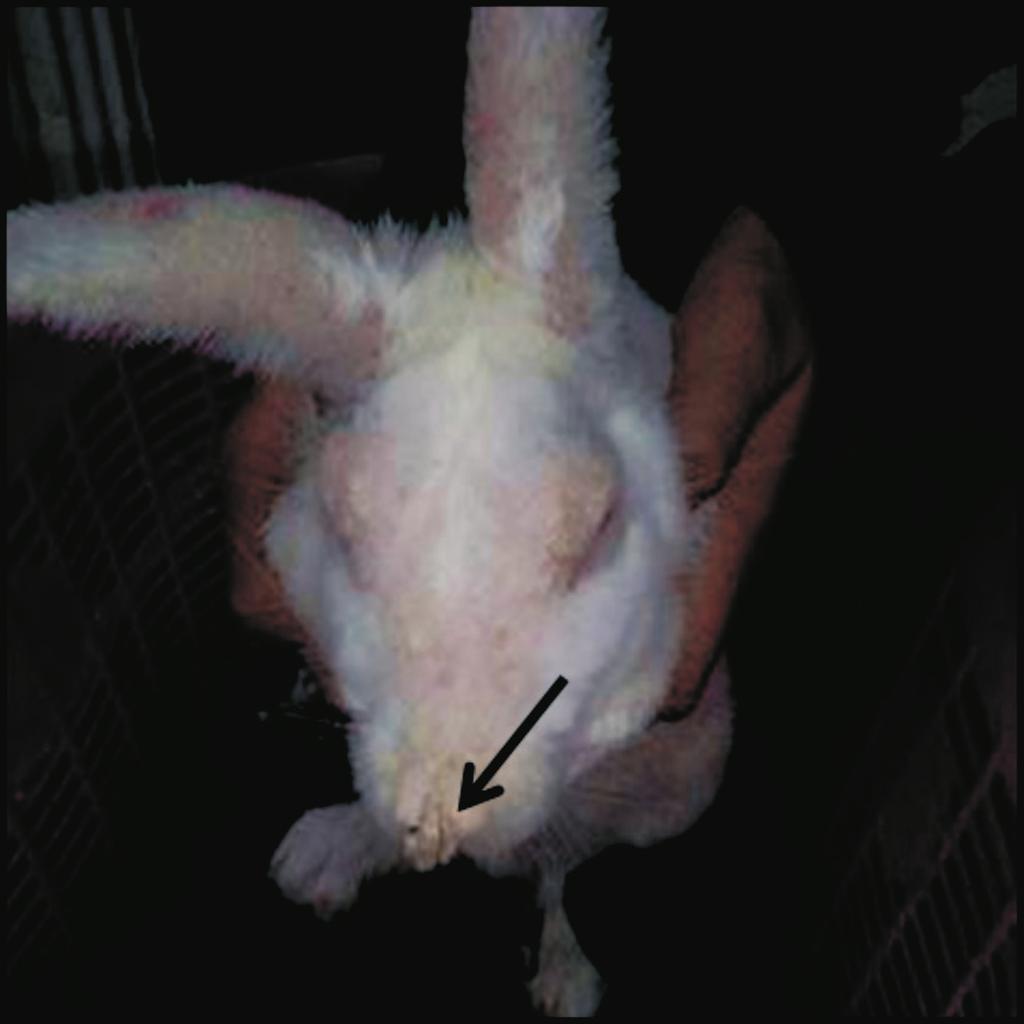 Fig. 3. Rabbit showing white crust-like lesions on the nose, mouth, face and around the eyes (arrow) Fig. 4.