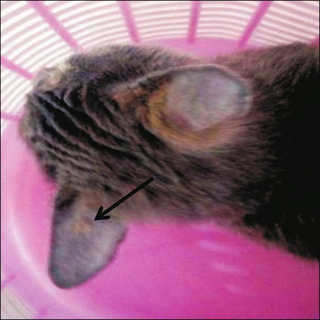 The present study describes the clinical findings, diagnosis and therapeutic management of sarcoptic mange in a rabbit and a cat.