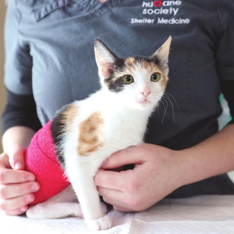 Because Every Animal Deserves Care Our Shelter Medicine Team mends broken bones, heals