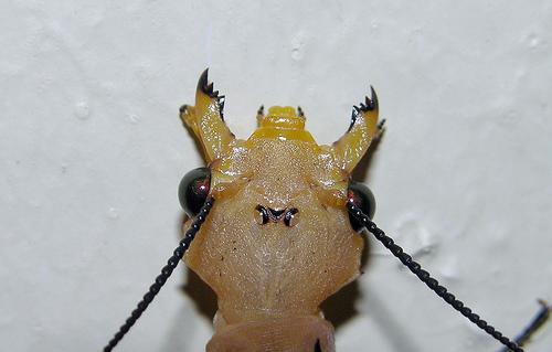 Neuroptera Chrysopidae mandible,