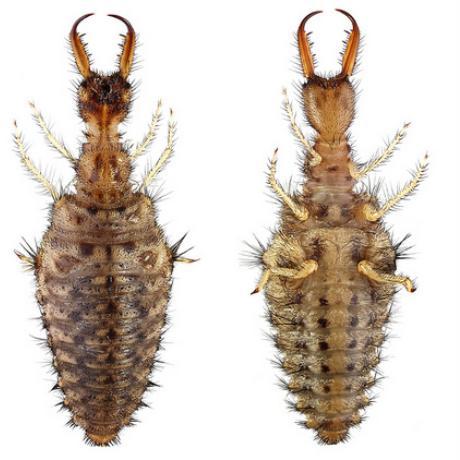 Neuroptera larvae usually found undamaged. Sometimes with head separates.