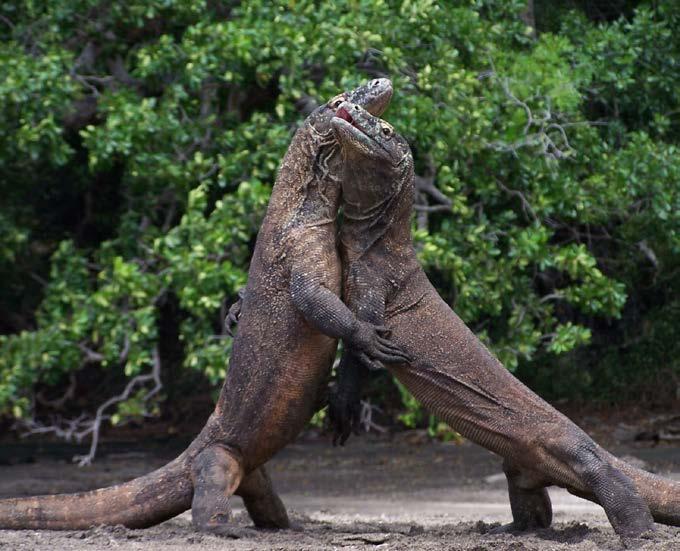 Male dragons fight each other for females. What Makes a Komodo Dragon a Reptile? A Komodo dragon has rough black or yellow-gray skin with bony plates.