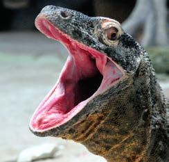 Adult dragons are too heavy to climb trees to reach young Komodo dragons, which stay there to avoid being eaten.