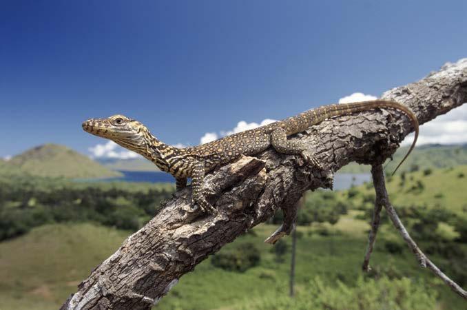 Saving Dragons Only 3,000 to 5,000 dragons are alive in the wild. Because females have much shorter lives, as few as 350 breeding females may still be alive.