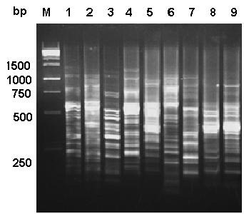 8,Tarentola mauritanica ; 9,Tarentola annularis. Figure 4. RAPD profile showing DNA fingerprint patterns generated from DNA from 1 of 9 for gekkonid species with primer OP-B03.