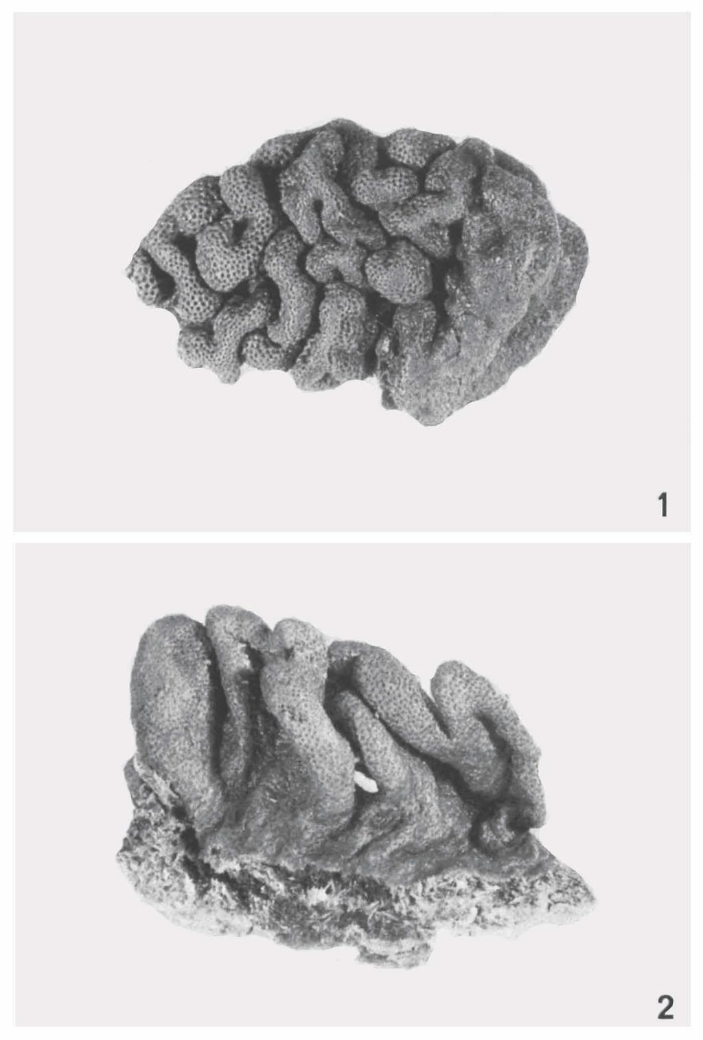 ZOOLOGISCHE V E R H A N D E L I N G E N 150 (1977) PL. 6 Fig. I. Sinularia gyrosa (Klunzinger), BPBM D497.