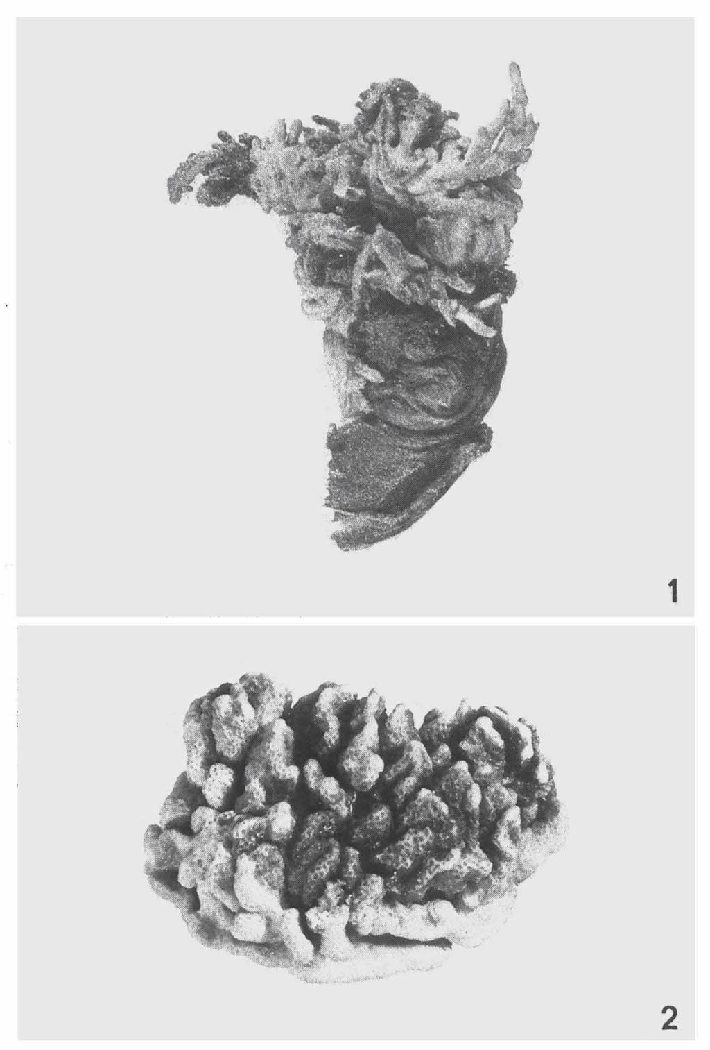 ZOOLOGISCHE VERHANDELINGEN 150 (1977) PL. 8 Fig. I. Sinularia sandensis sp. nov.