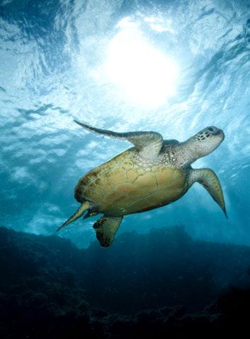 3 Choose the correct option. After-Reading activities 1 Most turtles are able to pull their tails/heads and legs back into their shells. 2 The shell/skin of the Green Turtle is a bright green color.