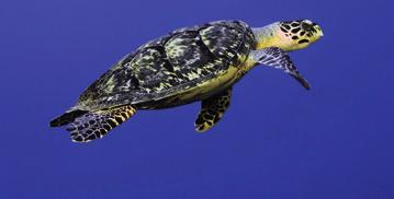 turtle, Kemp s Ridley sea turtle, Leatherback turtle, Loggerhead turtle and the Olive Ridley sea turtle.