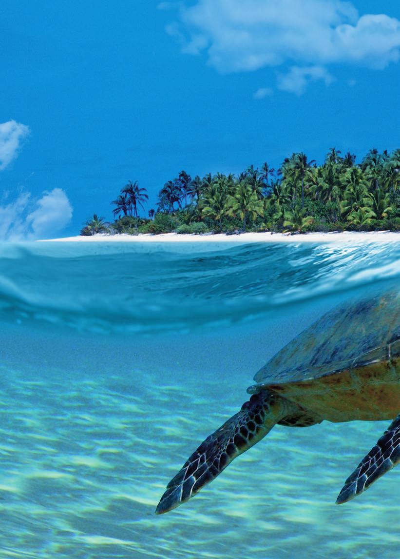 The Loggerhead Turtle T he loggerhead sea turtle, also known as Caretta