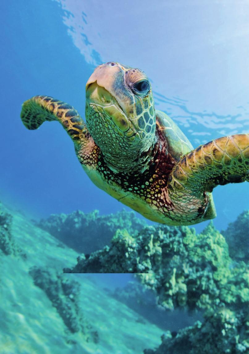 An Important Journey Loggerhead sea turtles live in all of the world s oceans apart from the polar regions.