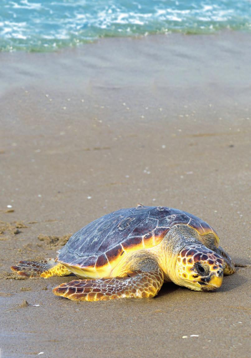 Female sea turtles make an incredible journey every two to four