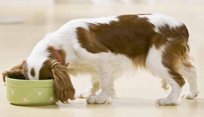 keep your dog HEALTHY PREVENT OBESITY Keep your dog healthy by maintaining him at an appropriate weight. Feed him a wellbalanced diet and give him plenty of exercise.