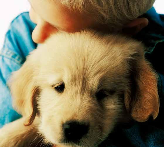 THINK FIRST CHOOSE A BREED 7. Skip the Holidays Many people try to buy puppies as Christmas gifts for children or other family members. Most breeders do not recommend this.