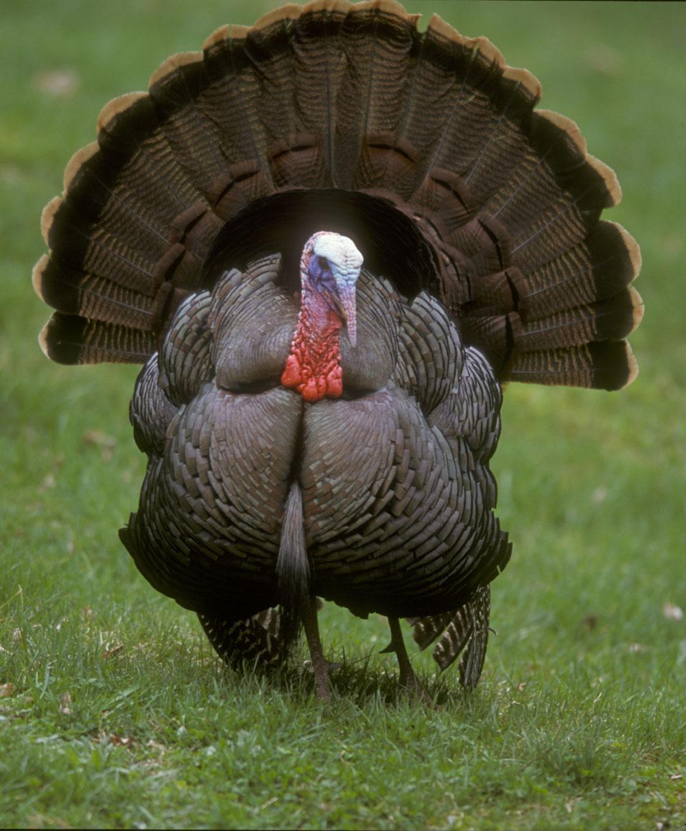 Let s Talk Turkey So now that the elections are over it s time to talk turkey.