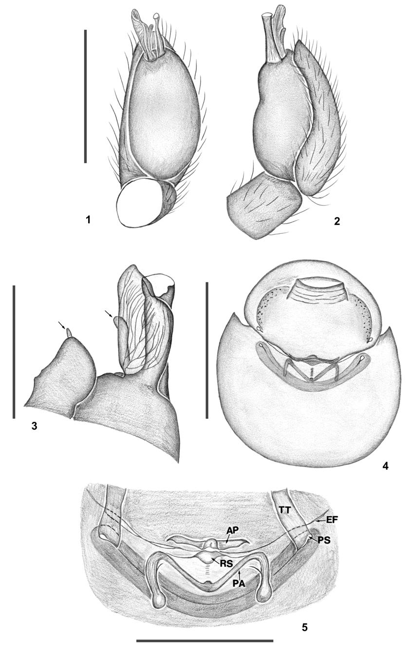New species of the genus Coxapopha from the Amazon Region 129 Fig. 1-5. Coxapopha yuyapichis sp. n. 1-3: male palp: 1. ventral view. 2. retrolateral view. 3. detail of distal area, prolateral view.