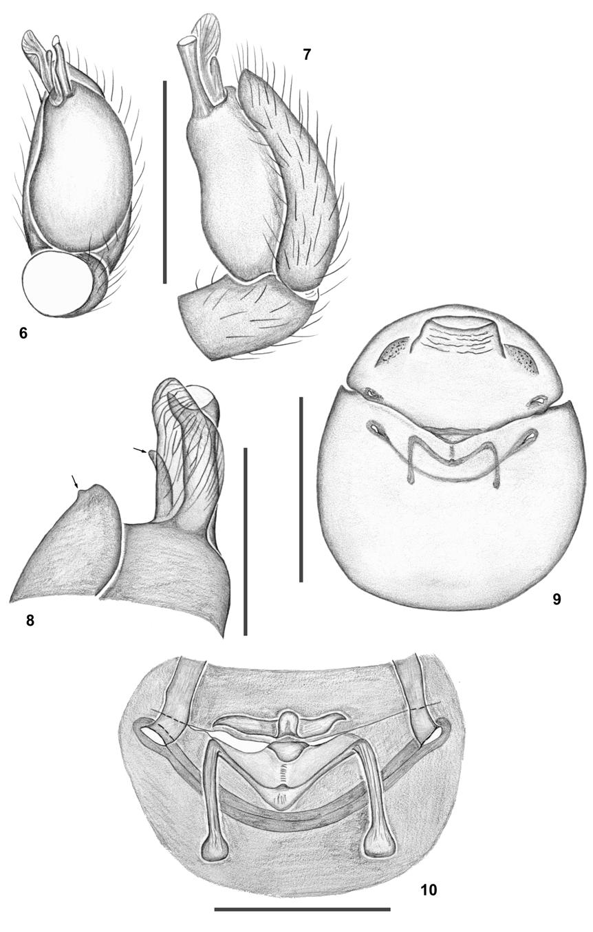 New species of the genus Coxapopha from the Amazon Region 131 Fig. 6-10. Coxapopha bare sp. n. 6-8: male palp: 6. ventral view. 7. retrolateral view. 8. detail of distal area, prolateral view.