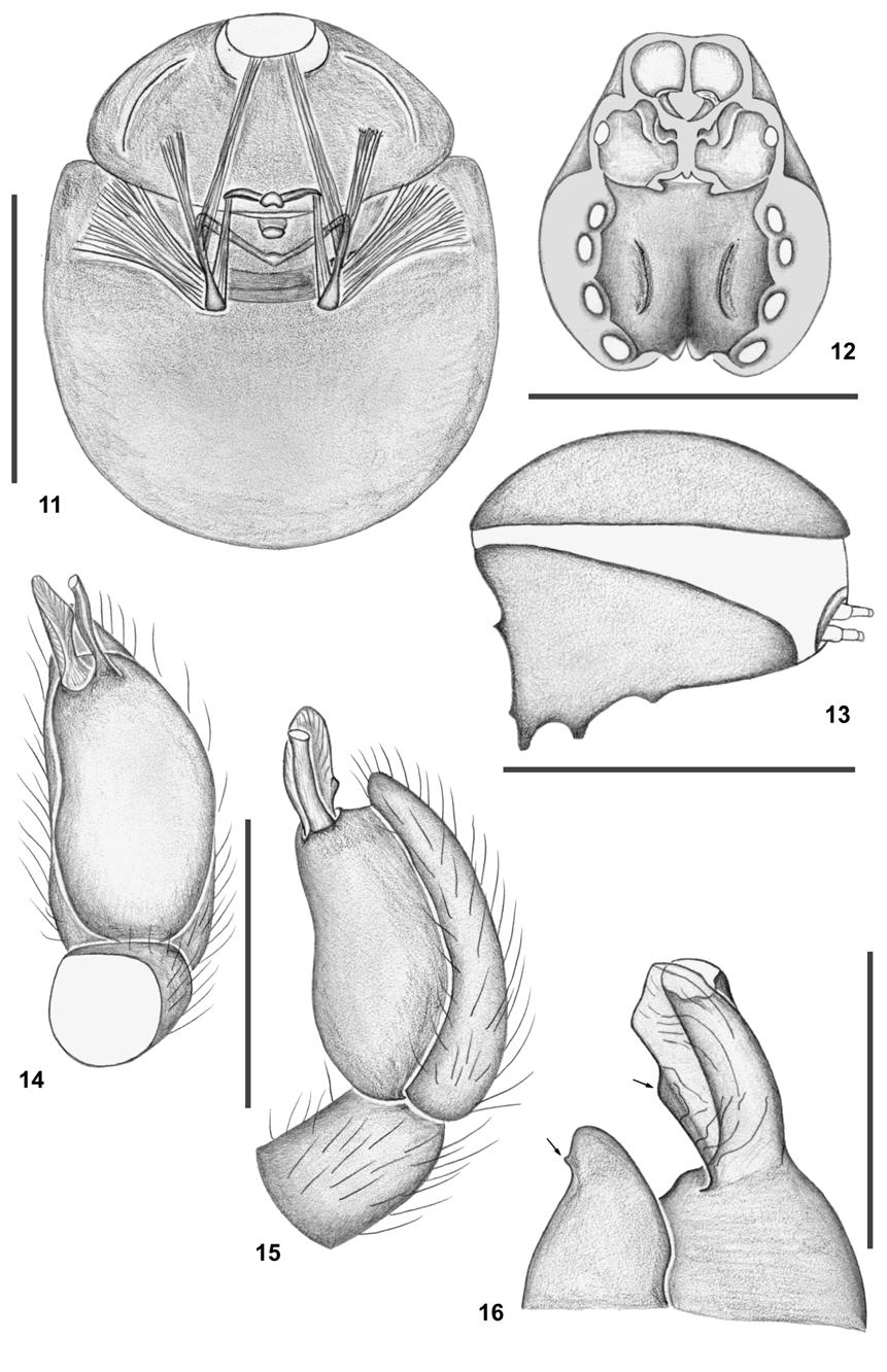 132 Ott & Brescovit Fig. 11-16. Coxapopha yuyapichis sp. n. 11: internal female epigynum, muscle fibers. 12-16: C. carinata sp. n., male: 12. carapace, ventral view. 13. abdomen, lateral view. 14-16.