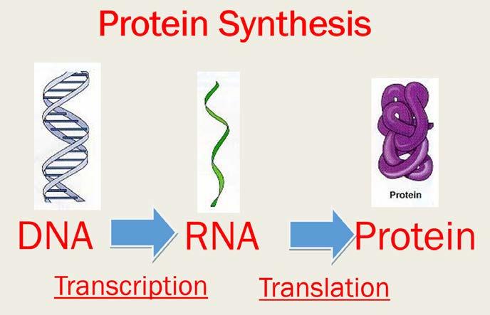 much time talking about Protein Synthesis?