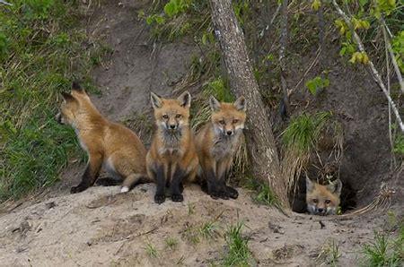 Foxes Rabies Distemper