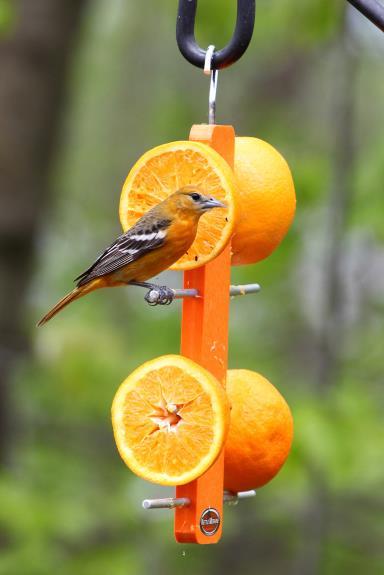 Bird Feeders consider: Size, type and placement of the