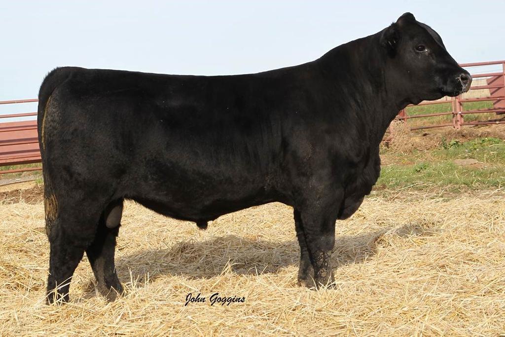 88 Woodland Weigh Up 88 19124717 Born 2/18/18 BW 89, CE 1, Adj. WW 643 (ET) Scrotal EPD 0.96. Calving ease **** Barbara of Plattemmere 337 14 0.2 69 108 19 11 22 53.69 0.68 -.008 $W 72.29 HP 13.