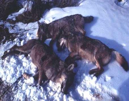Can wolf recovery in Europe be considered a management success?