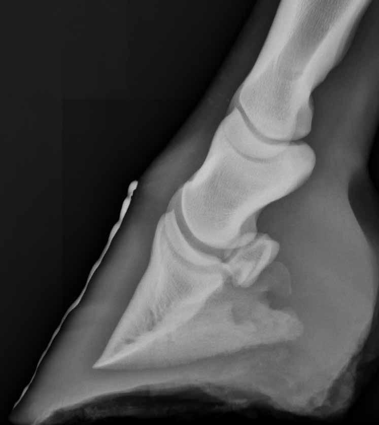 Lameness continued from page 8 injection of corticosteroids into the navicular bursa or coffin joint to decrease inflammation locally.