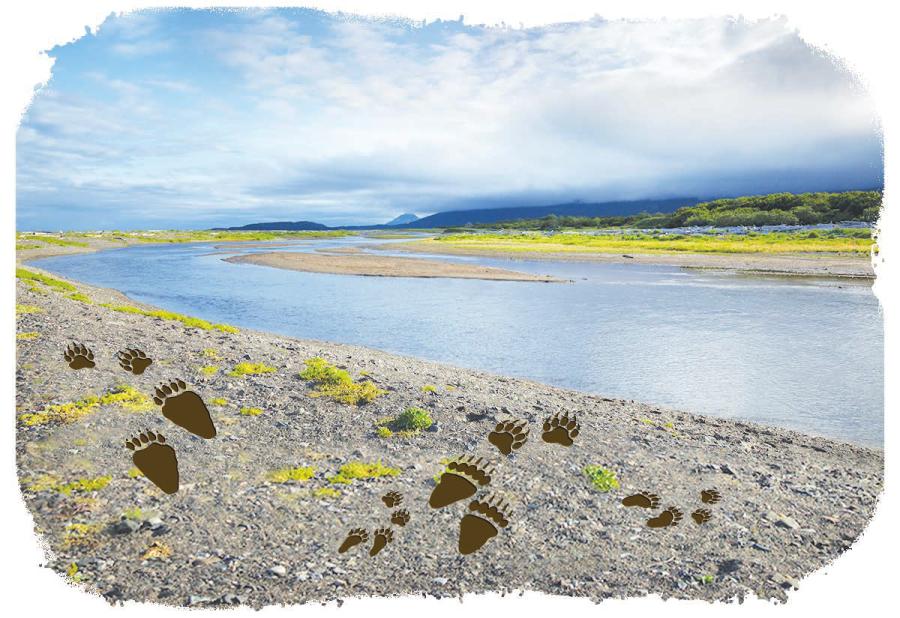 8 ACTIVITY SHEET 2 How do scientists use footprints to study bears? GRADES 2-3 Which Brown Bears Visited This River? The river is a popular spot for brown bears in Katmai National Park!