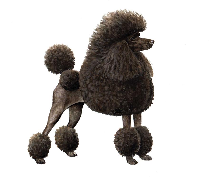 BREED CHARACTERISTICS: Breed Detected: Height: 10-15 in Miniature Poodle Weight (Show): 13-26 lb Weight (Pet): 15-28 lb Ears: Muzzle: Tail: The Poodle is a breed with a long history and unknown