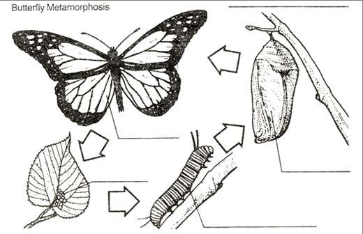 walking legs - the four, short front legs that are used for walking (yellow) wings - grasshoppers have two long wings, used for flying (light blue) Figure 1 - External Grasshopper Anatomy Complete