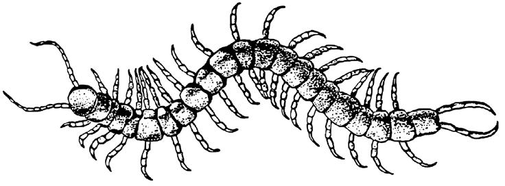 35. Crustaceans have different jointed for various jobs such as feeding and moving. 36. What are the large claws on crustaceans called & what is their purpose? 37. Where are walking legs attached? 38.